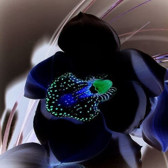 orquidea negra
