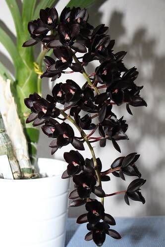 orquidea negra