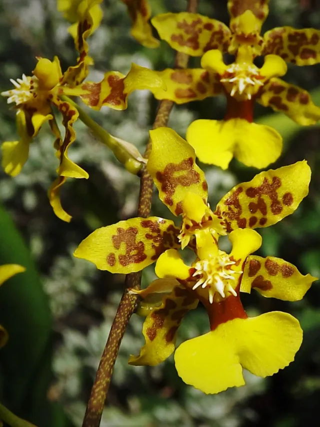 Orquídea Oncidium1