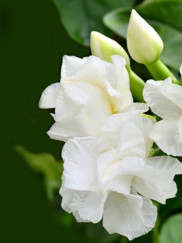 Gardenia  flores Perfumadas 