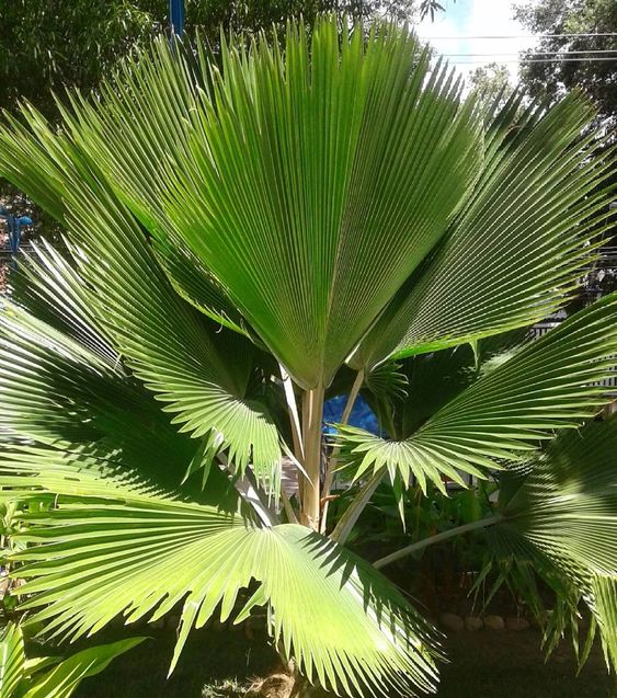 Palmeira-leque