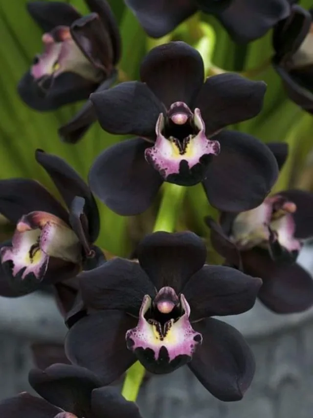 orquídea negra