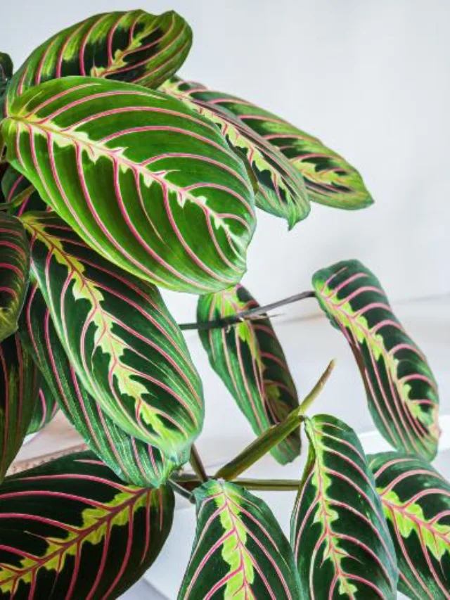 cropped-maranta-leuconera.webp