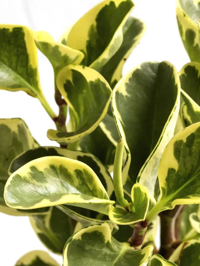 cropped-peperomia_variegata_1079_1_fa9891b62d6e8a25f5d4ca158080fe1a-1.webp