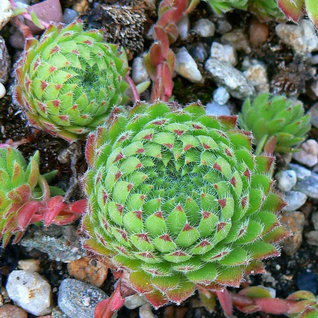 Sempervivum