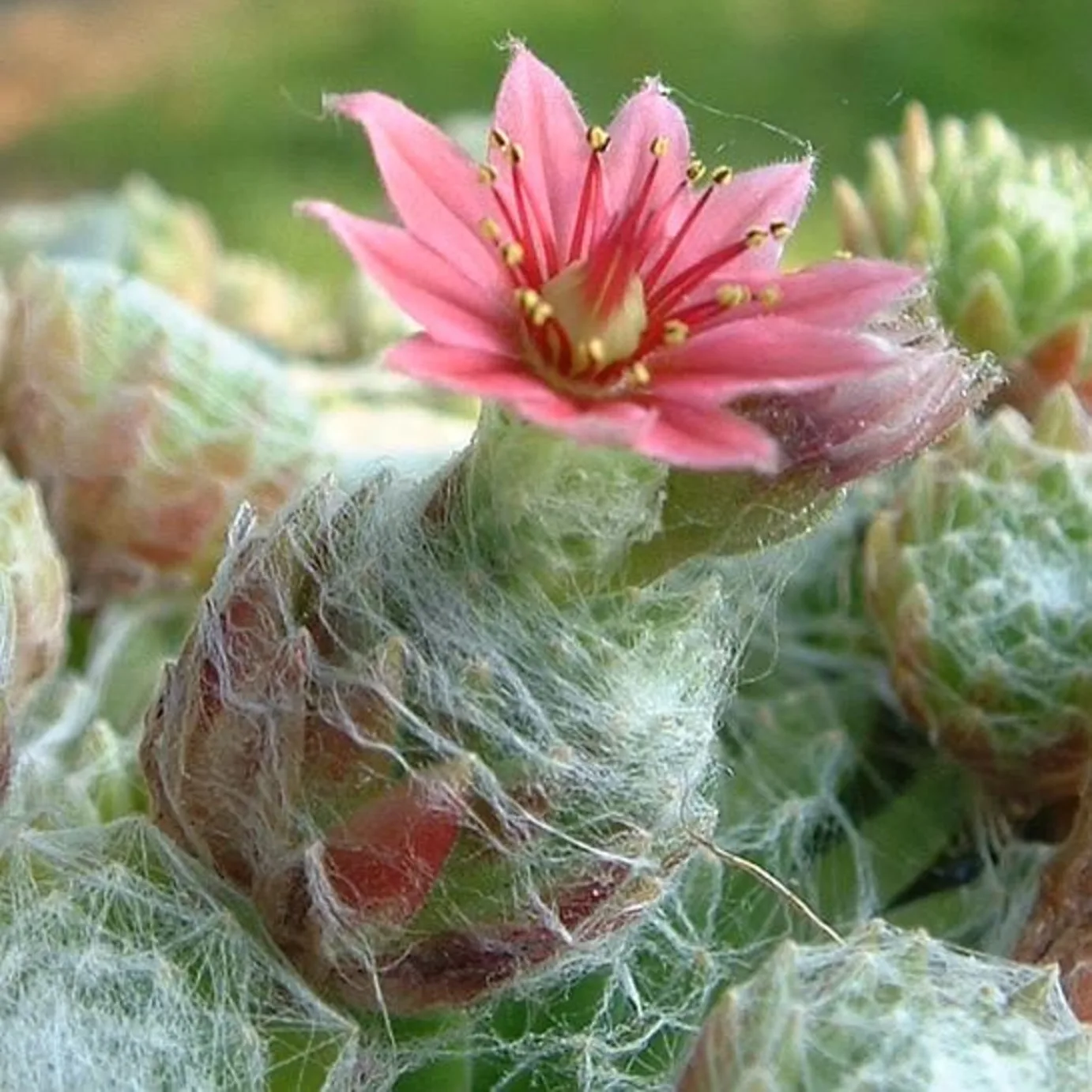 Sempervivum arachnoideum com flor