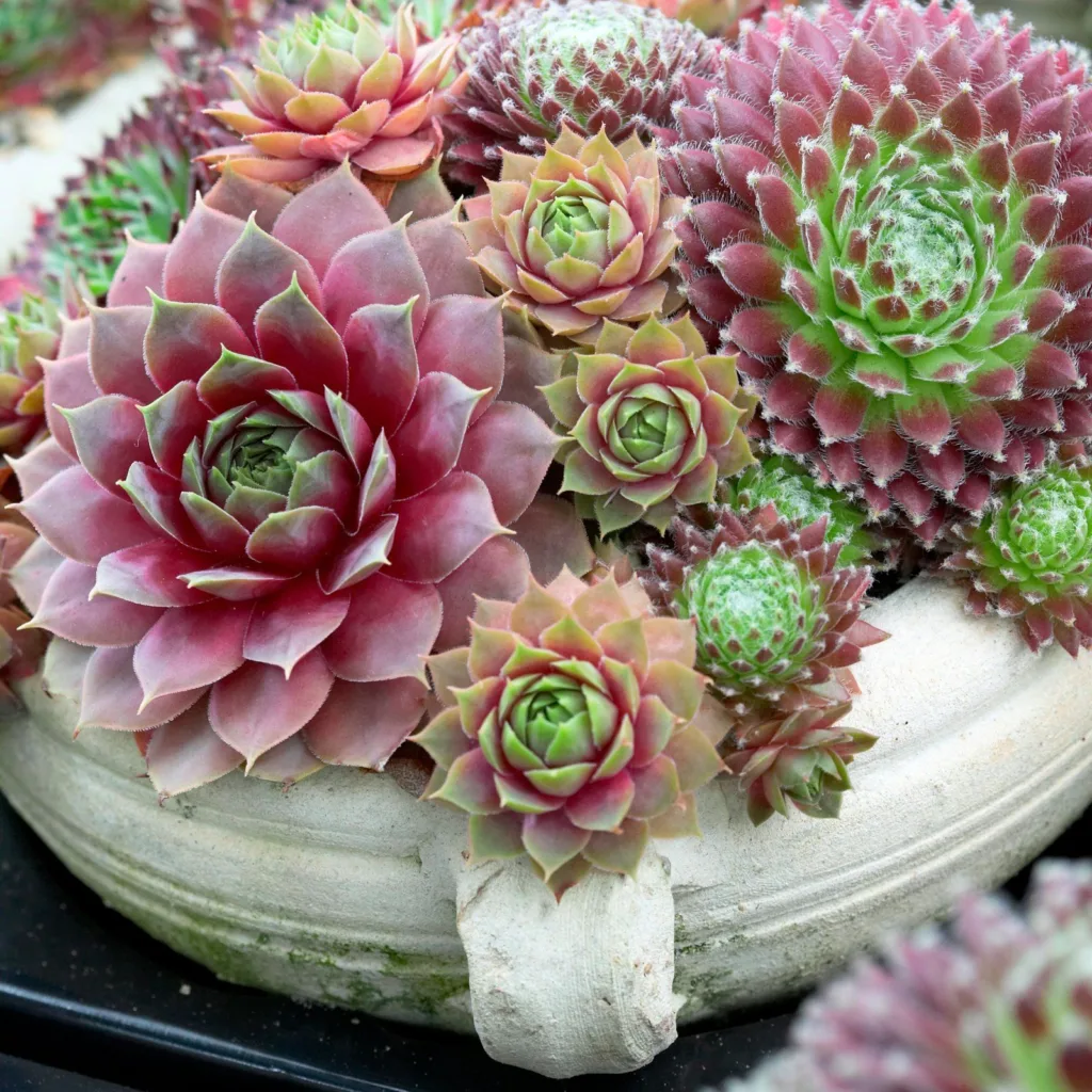 Sempervivum