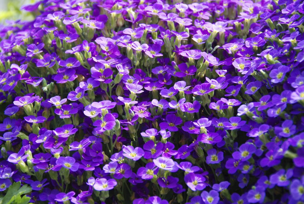 Muitas flores Violetas