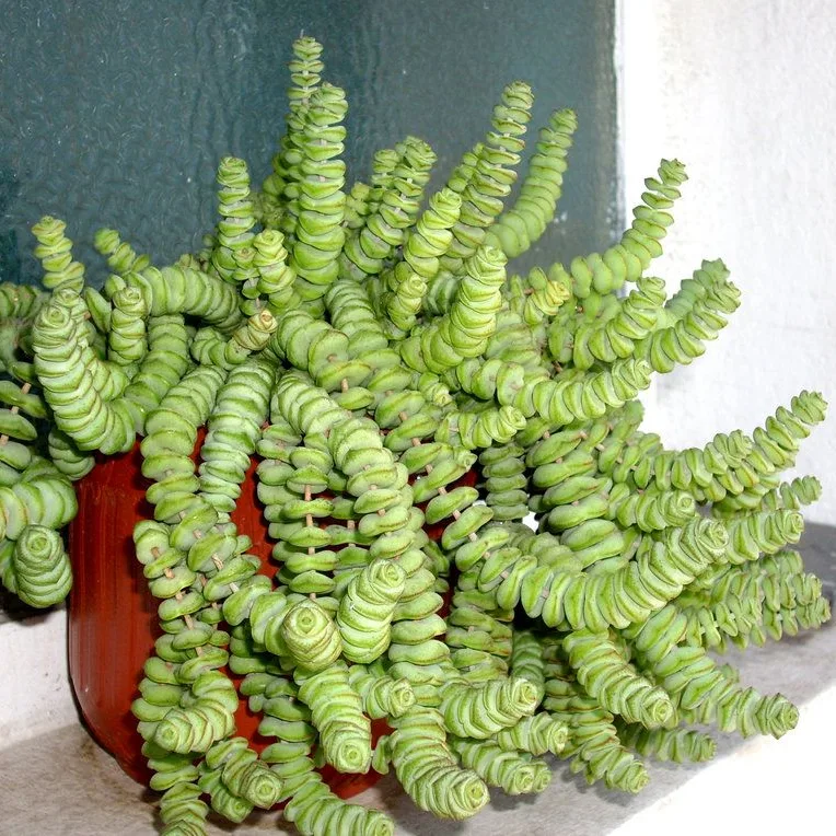 crassula marnieriana