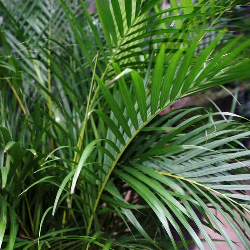 Areca-Bambu	Dypsis lutescens
