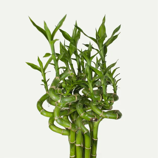 Bambu da Sorte (Dracaena sanderiana) prosperidade