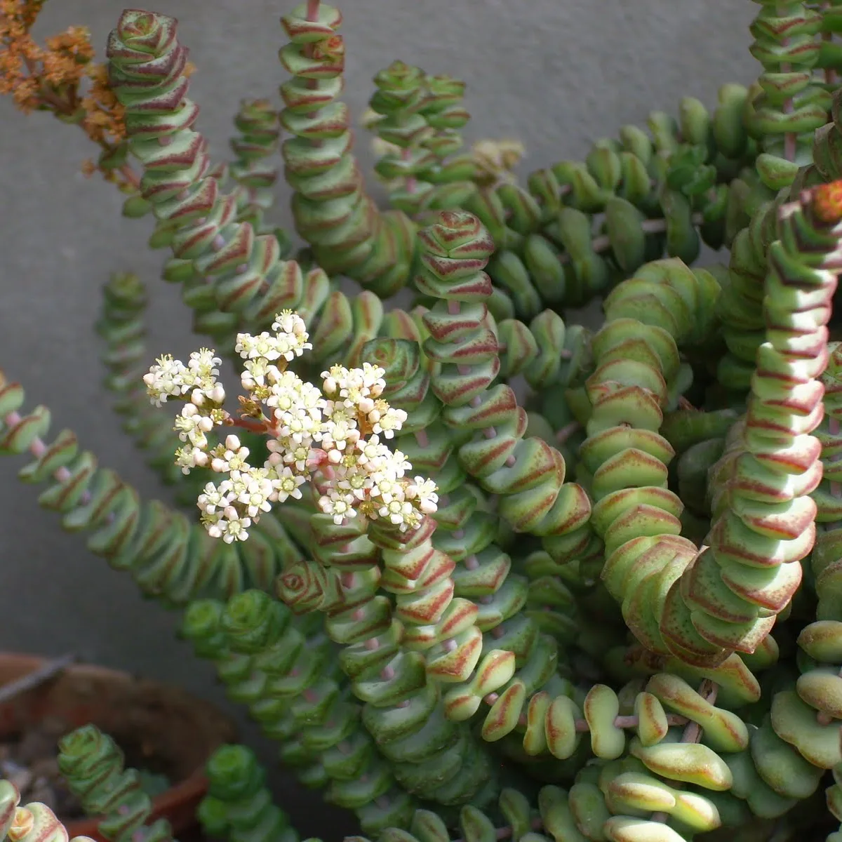 crassula marnieriana florida