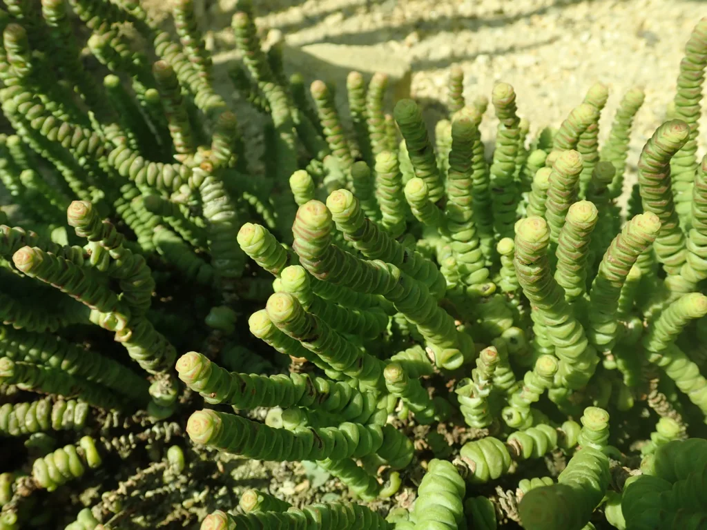 crassula marnieriana