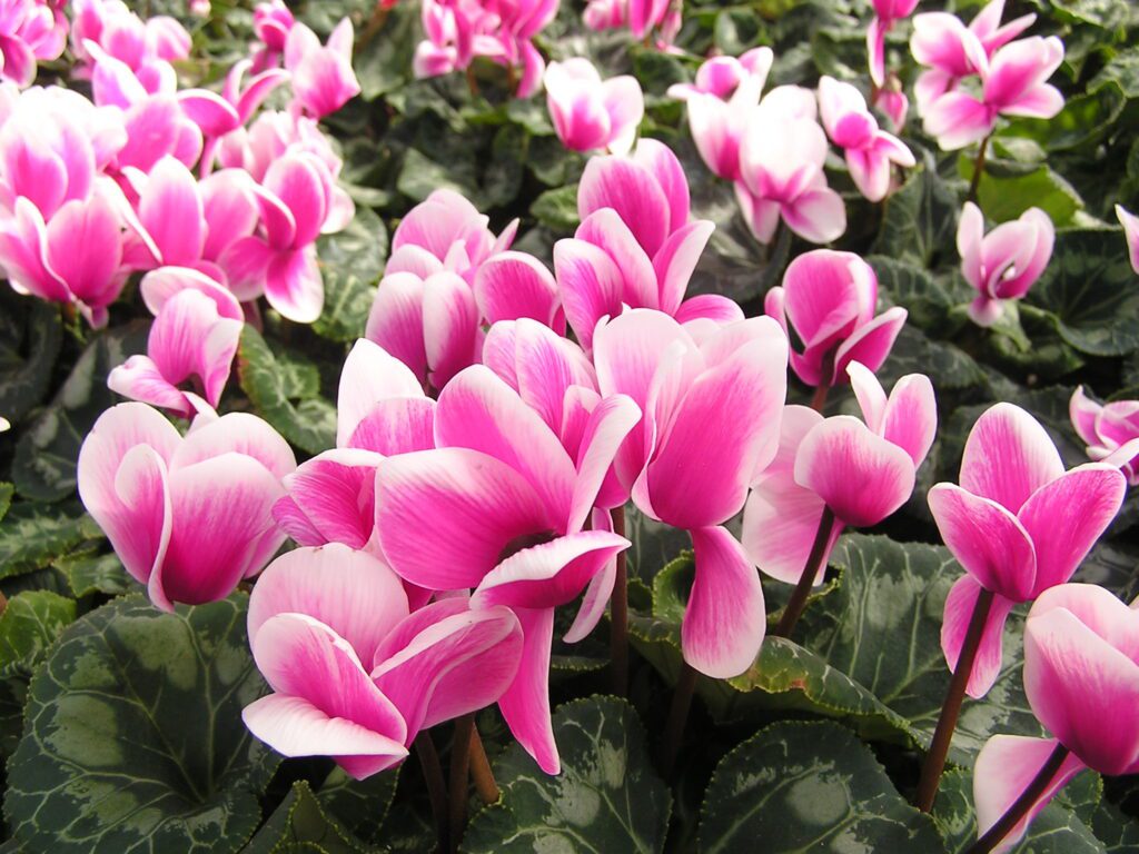 Dama da Noite: Significado, Como Cuidar e Plantar Essa Flor Encantadora