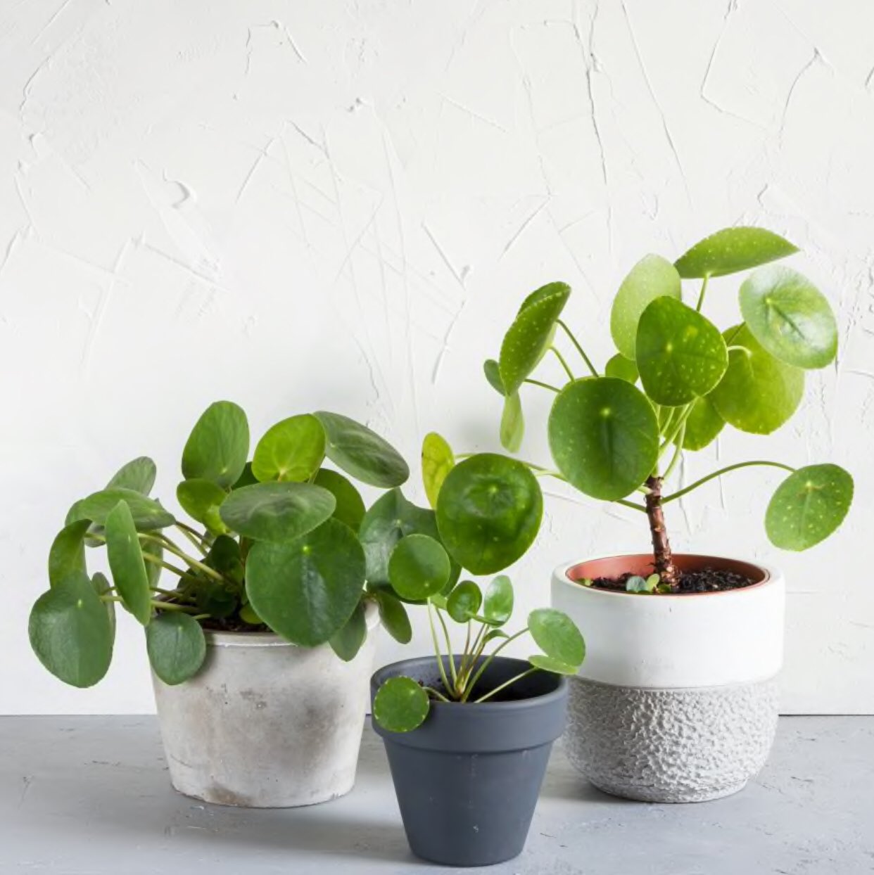 Pilea