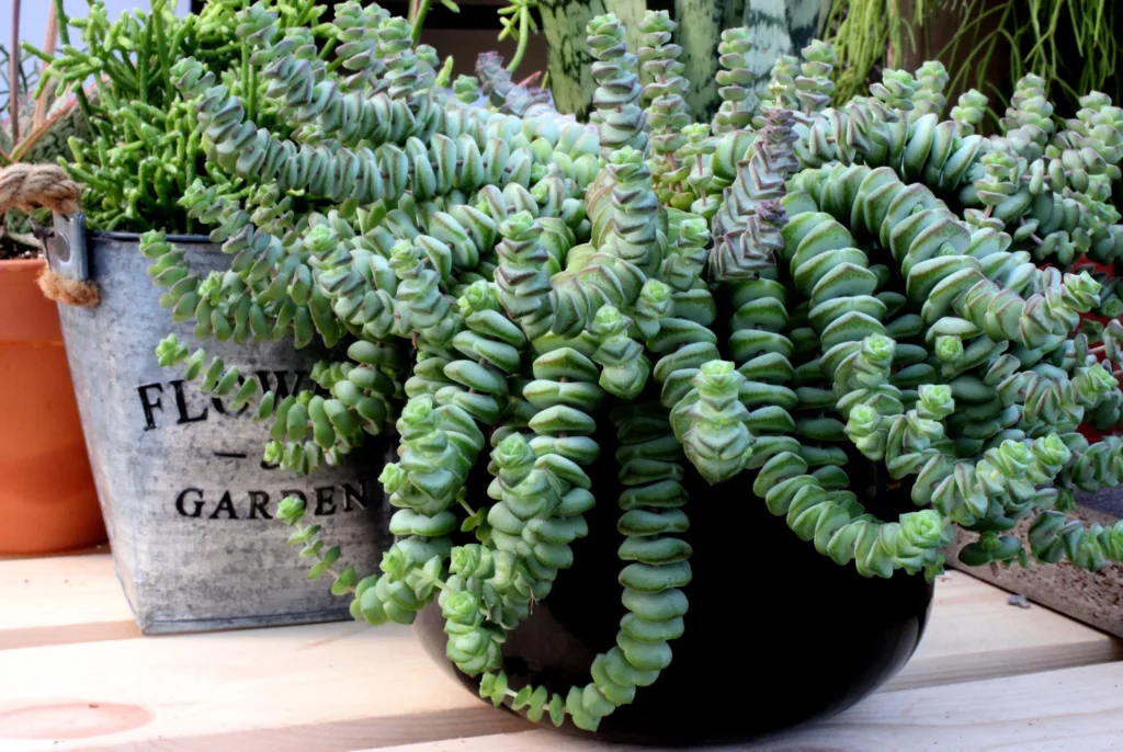 crassula marnieriana