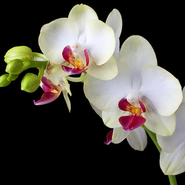 Orquídea (Orchidaceae)