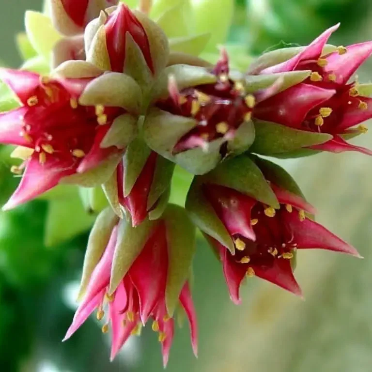 Flor Rabo de Burro (Sedum morganianum)