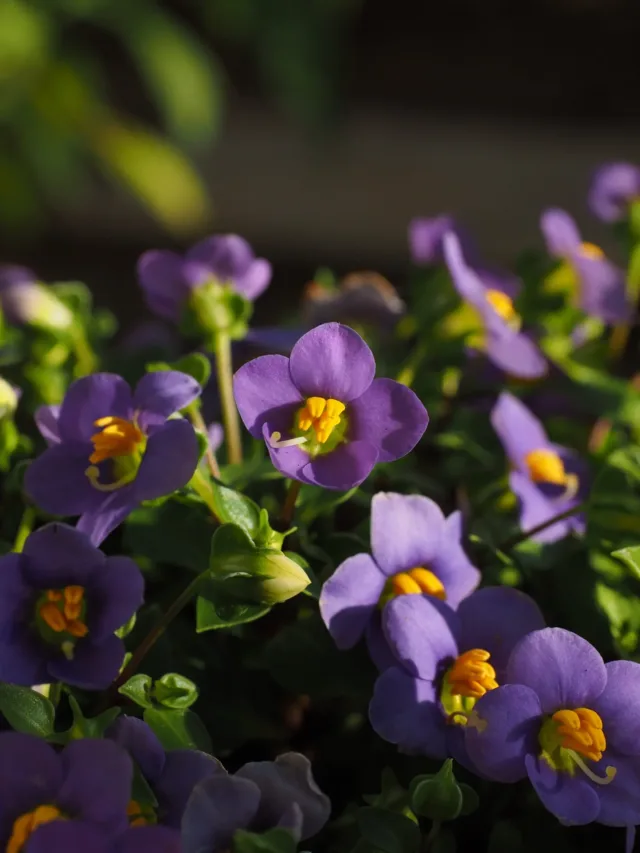 Violetas Radiantes Cuidados que Encantam capa