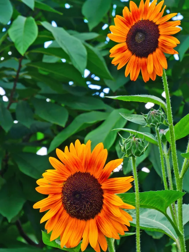 Sunflower Flowers