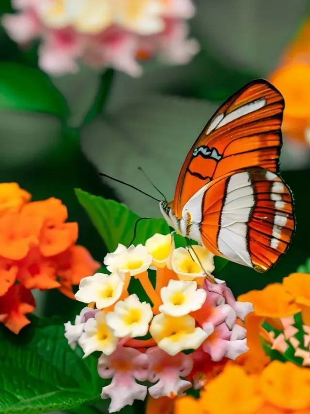 lantana borboleta