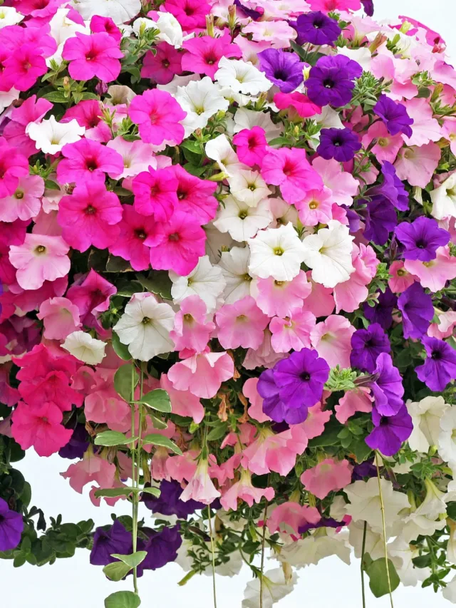 32232875 - hanging basket overflowing with colorful petunia blooms