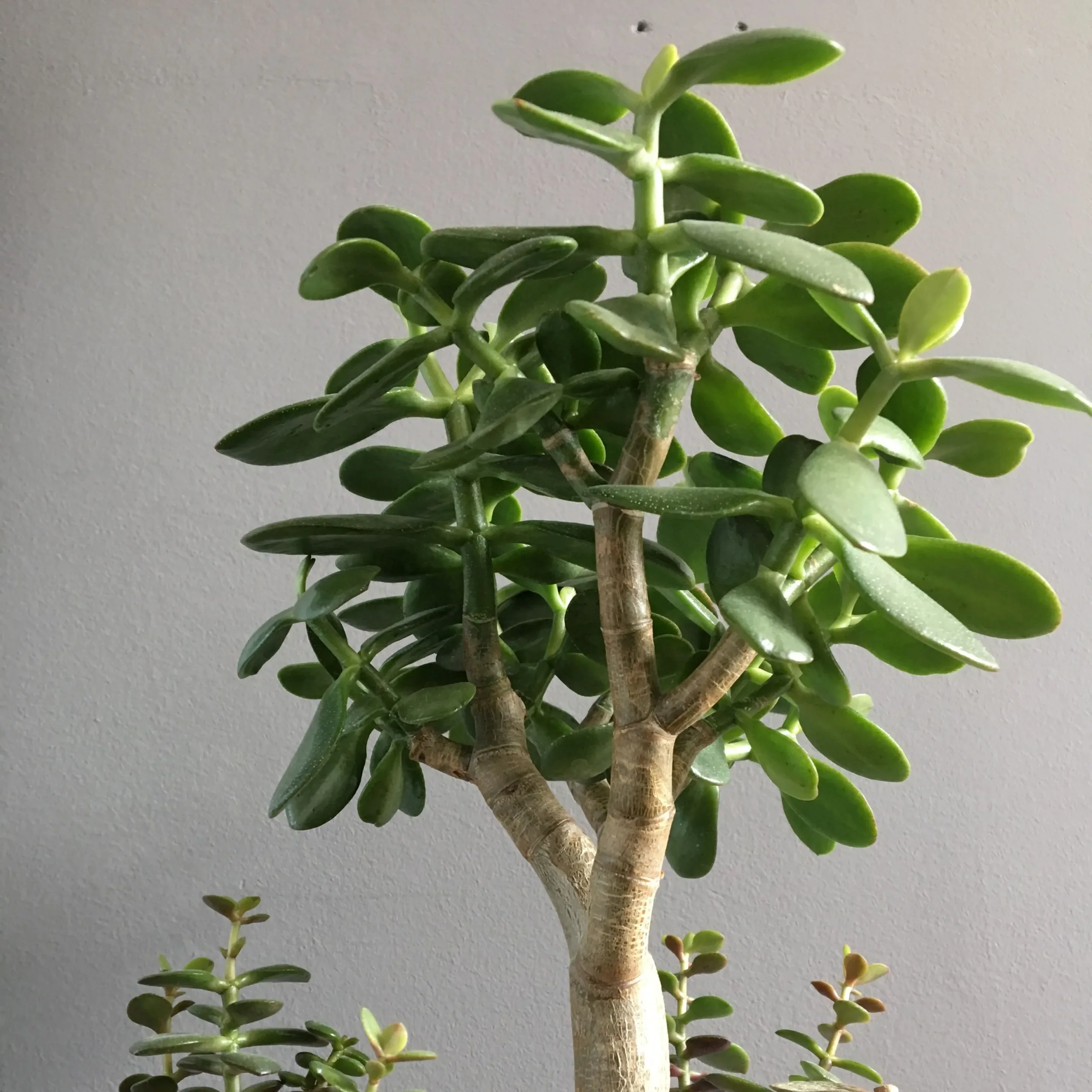 Planta Jade Crassula	