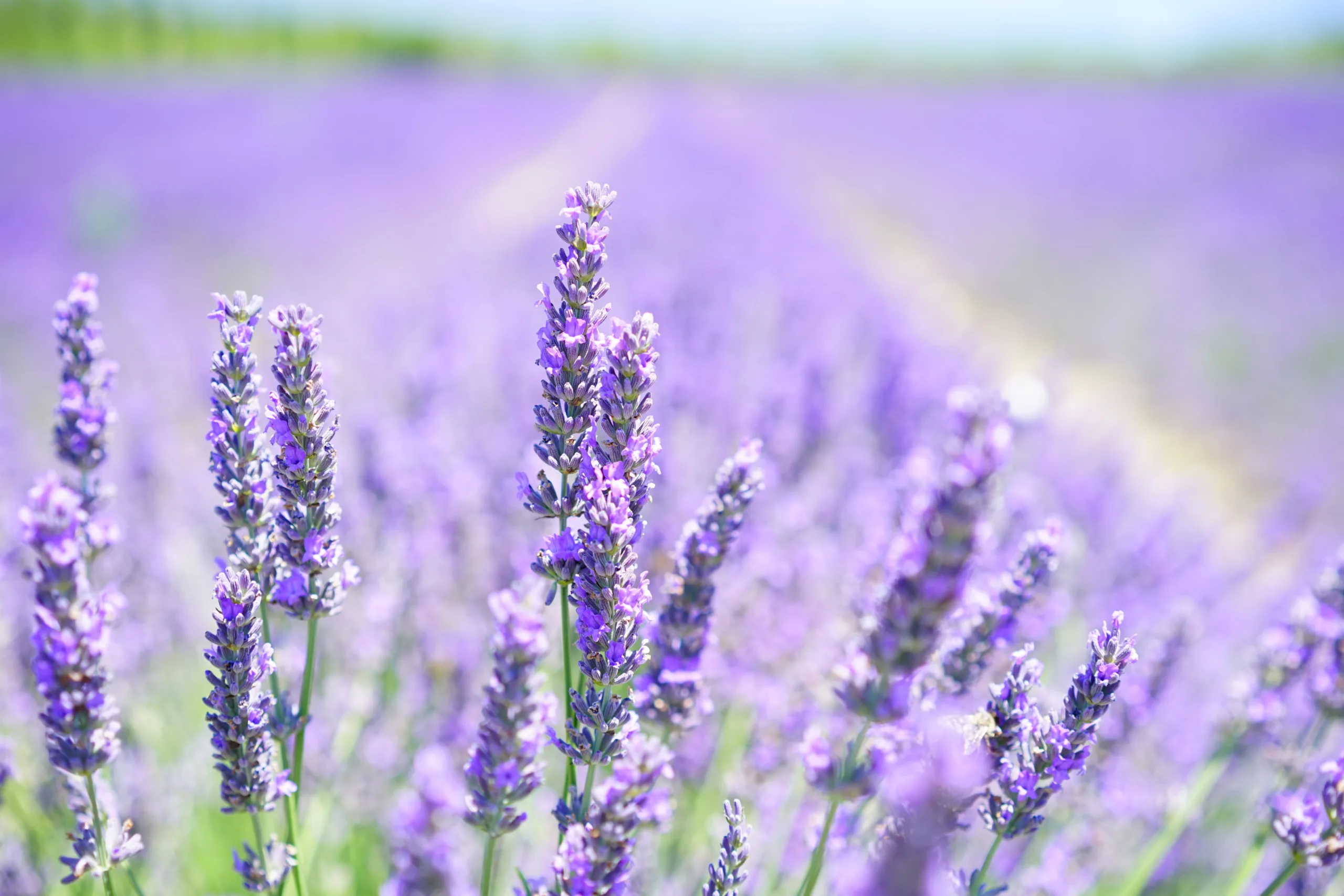 lavanda 5