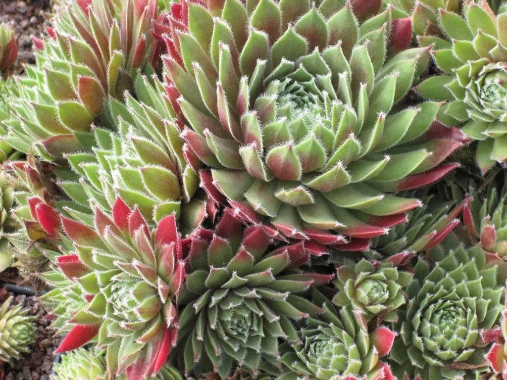  Sempervivum