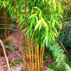 Bambu-Dourado (Phyllostachys aurea)