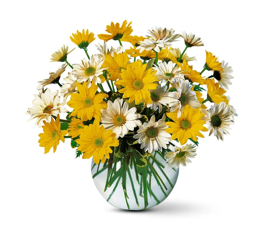 Crisântemo (Chrysanthemum)