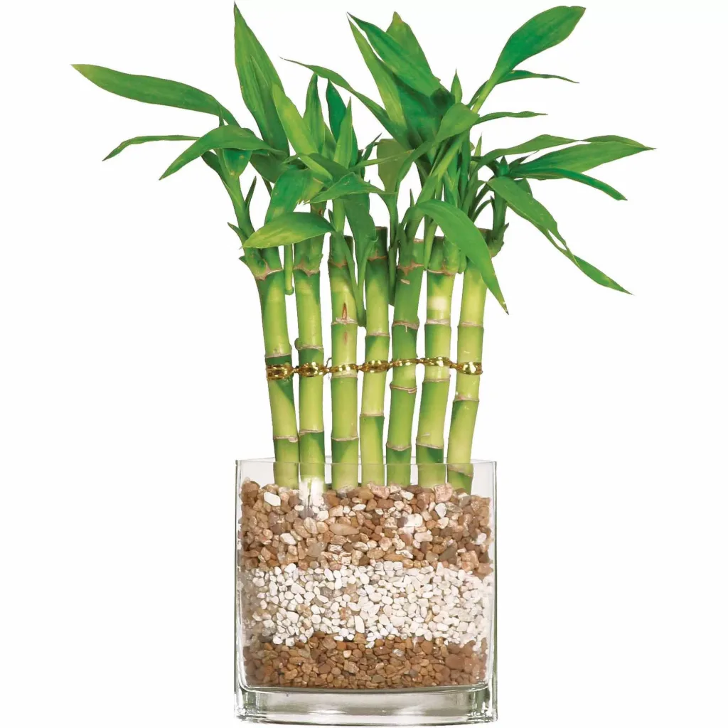 Bambu da Sorte (Dracaena Sanderiana)
