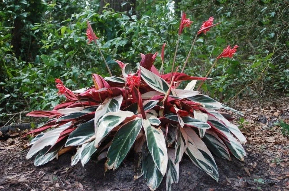 Maranta Tricolor (Stromanthe)