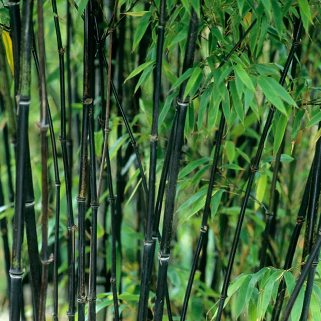 Bambu Negro (Phyllostachys Nigra)