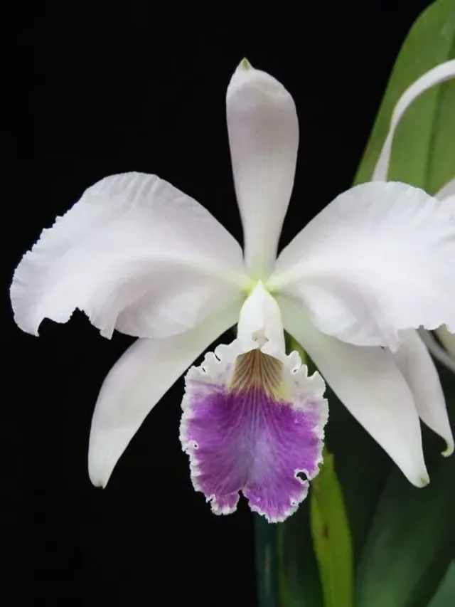 Cattleya-labiata-var.-coerulea