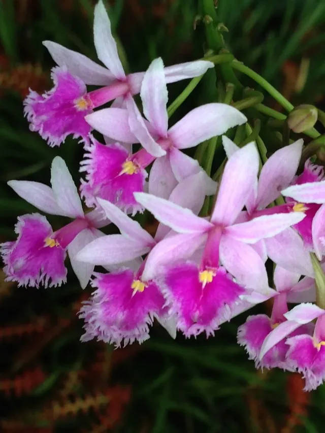 Orquídea Epidendrum