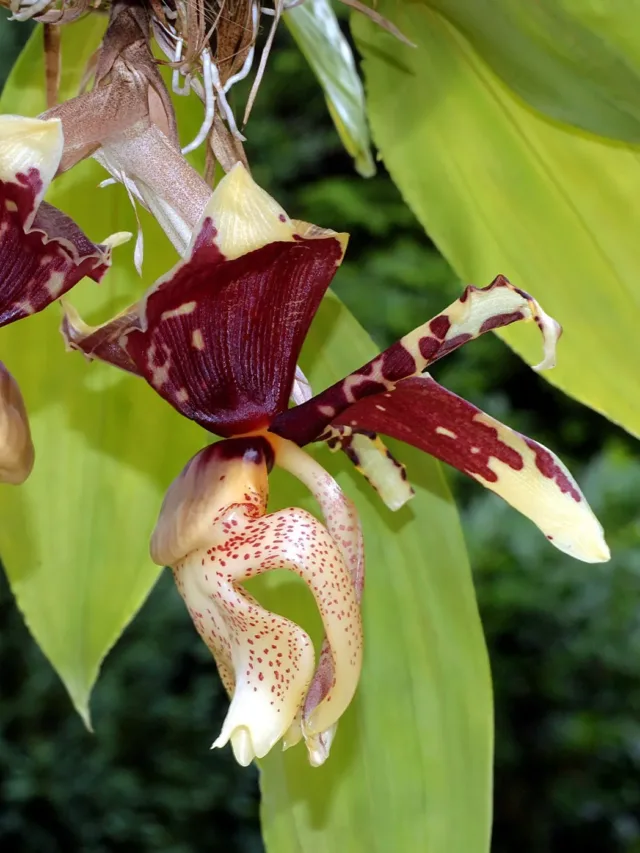 Stanhopea tigrina6