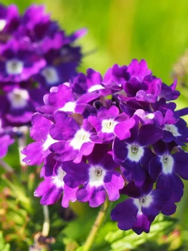 VERBENA15