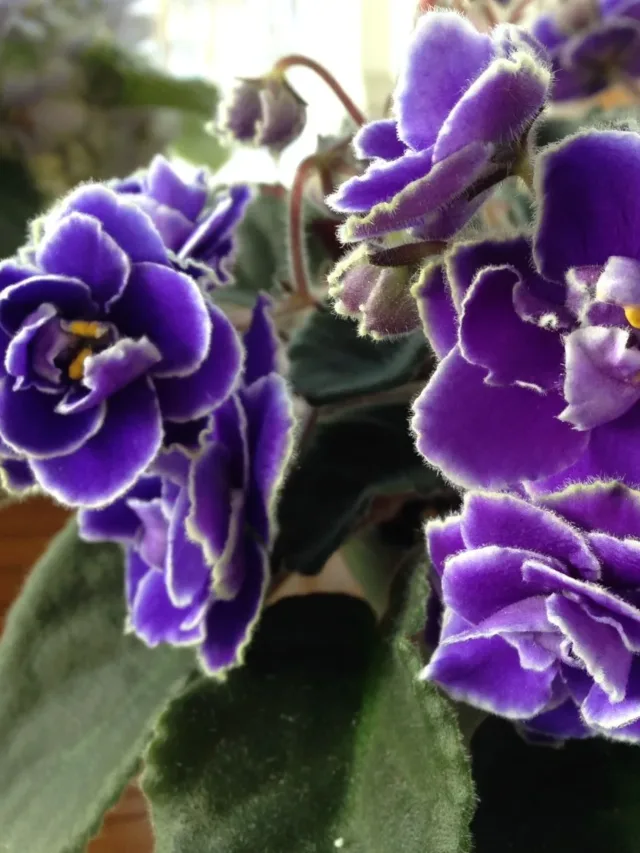 Violetas Africanas9