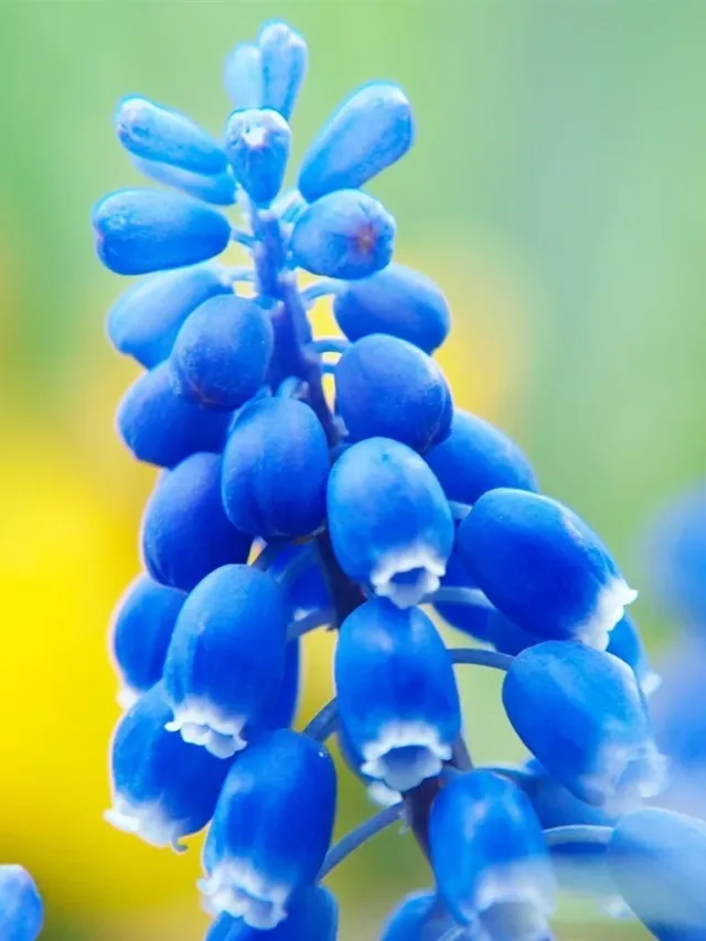 flor azul