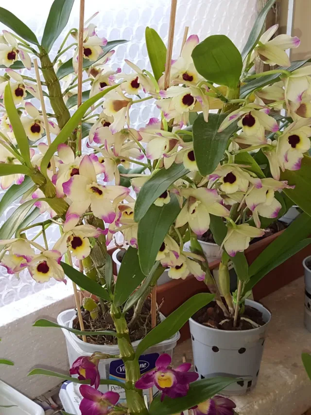 orquidea em vaso7