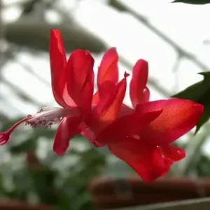 Flor-de-maio (Schlumbergera truncata)