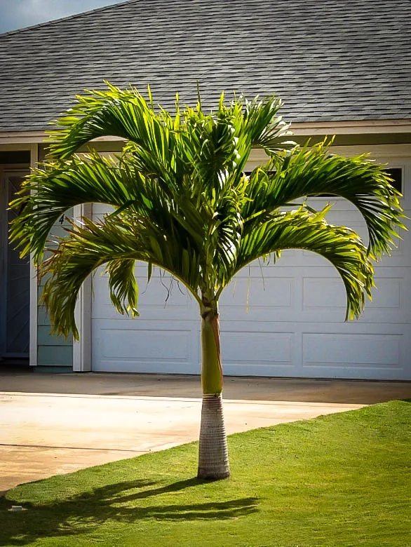 palmeiras exóticas