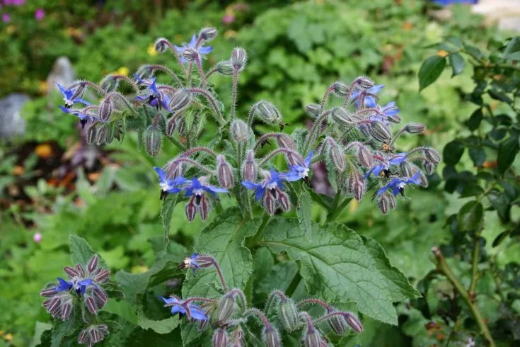 Borago officinalis