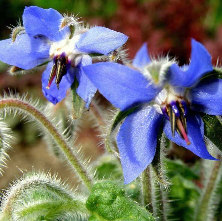 Borago officinalis