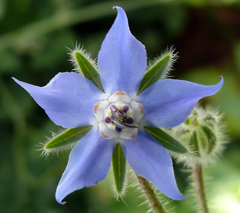 Borago officinalis