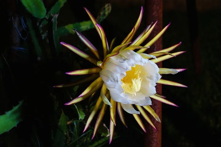 Flor de Pitaya