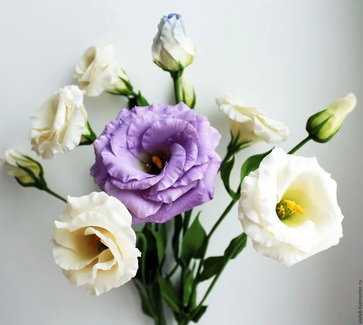 Lisianthus