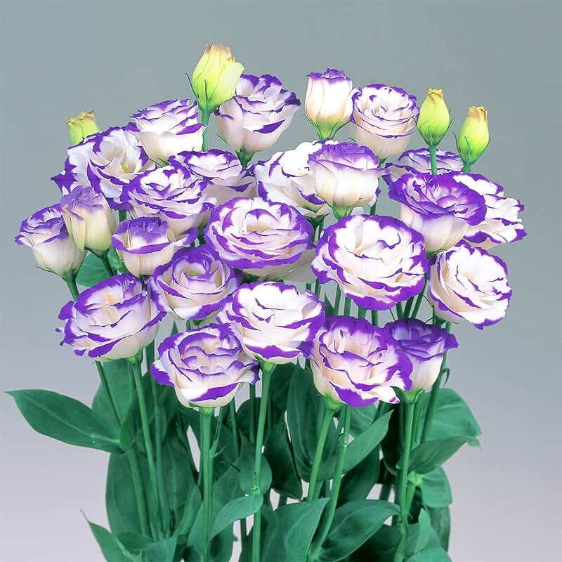 Lisianthus