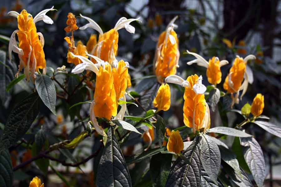 Planta Camarão Amarelo